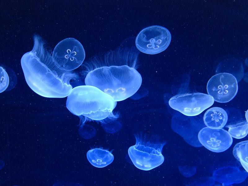 School of jellyfish
