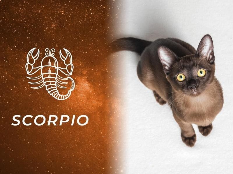 Scorpio: European Burmese