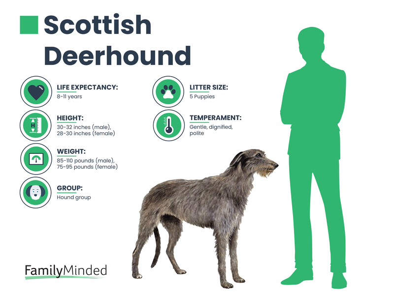 Scottish Deerhound breed