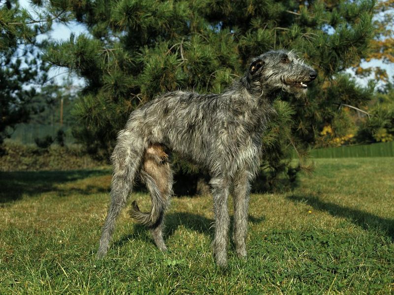 Scottish Deerhound dog