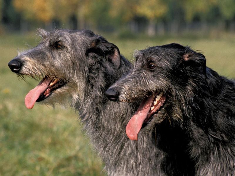 Scottish Deerhound with Tongue out