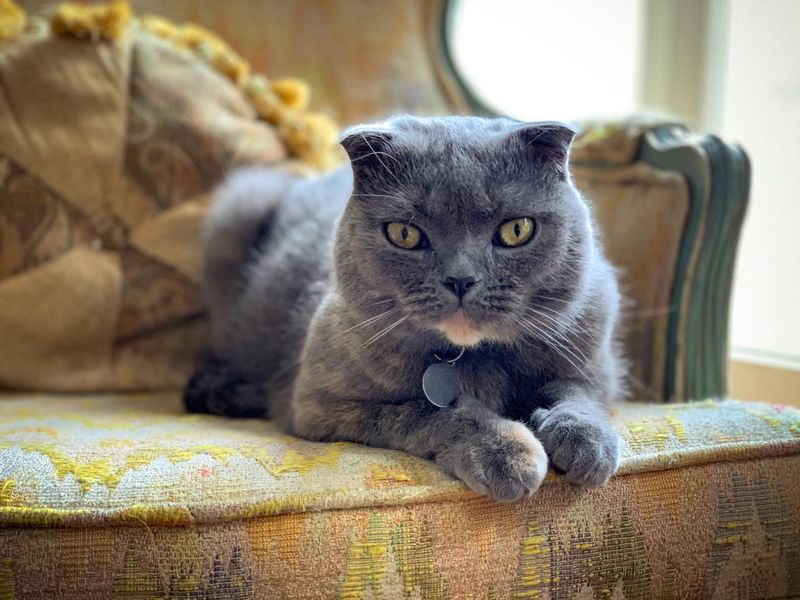 Scottish Fold cat relaxing on antique chair near window