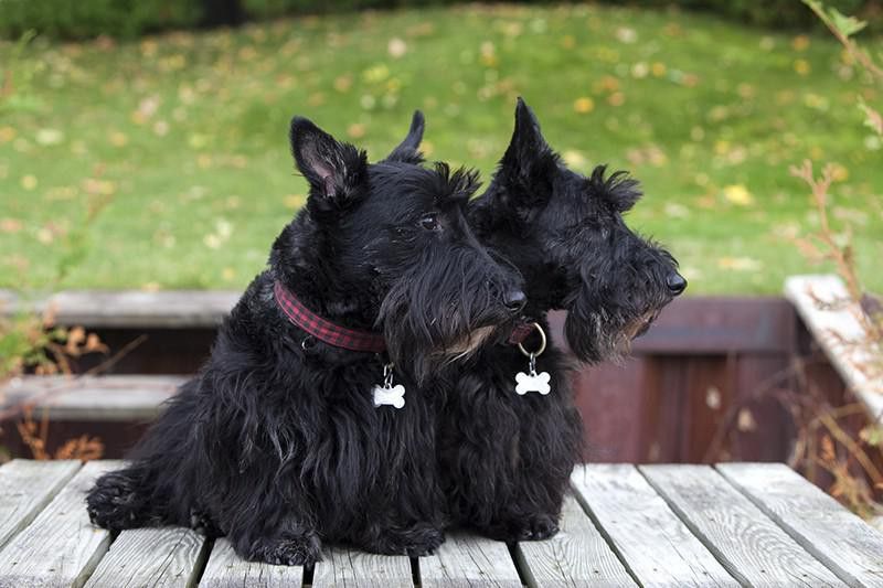 Scottish Terrier dogs