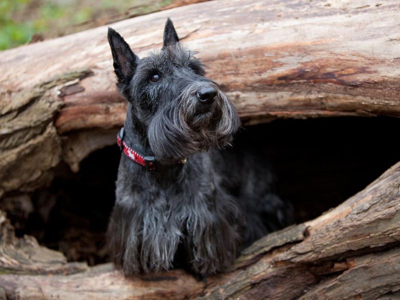 Scottish Terrier, least obedient dog breed