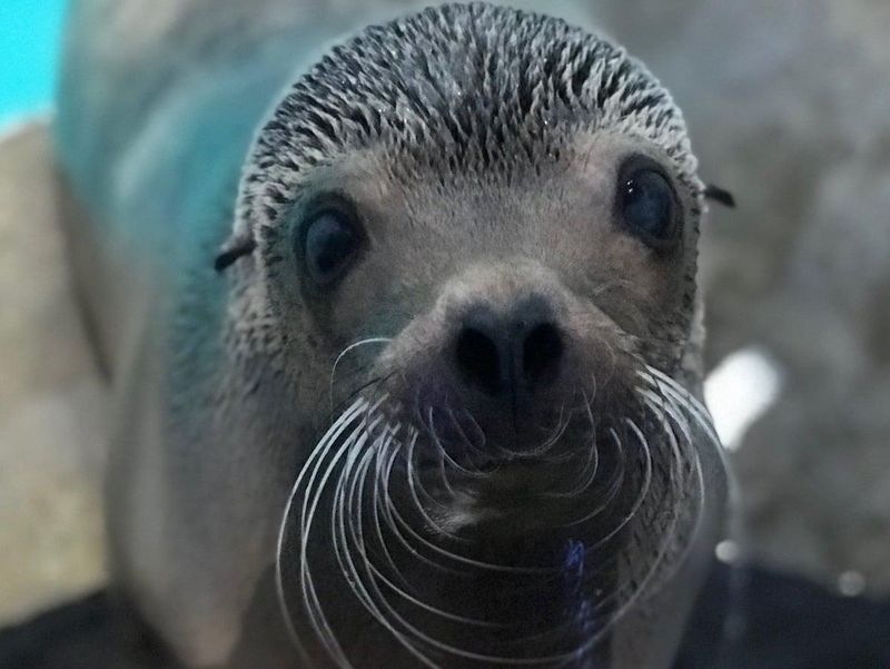 Sea lion with whiskers