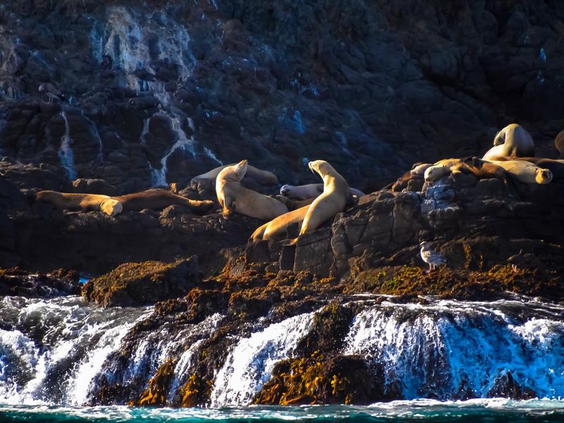 Sea lions on Anacapa Island at the Channel Islands National Park