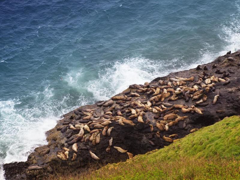 Sea lions on the Oregon Coast