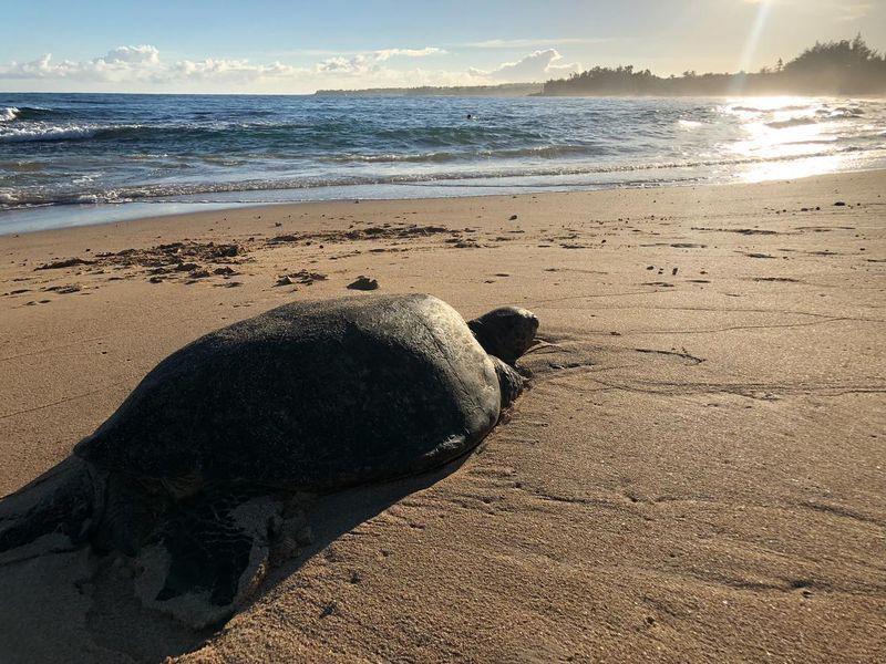 Sea Turtle at Baby Beach, Maui