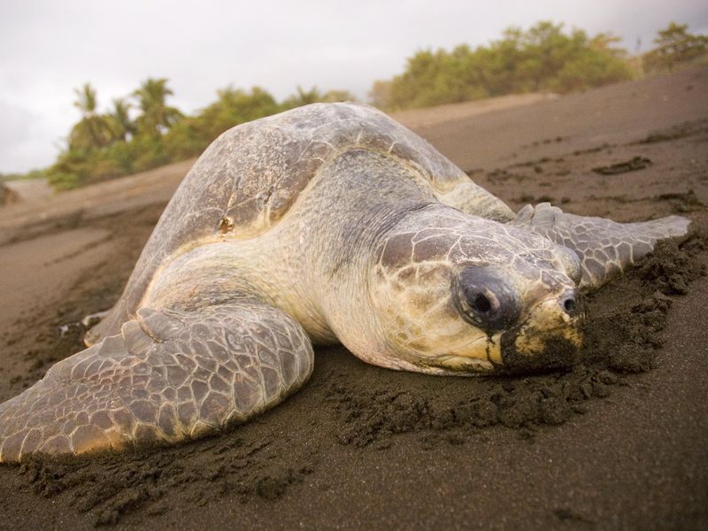 Sea turtle in Ostional, Costa Rica