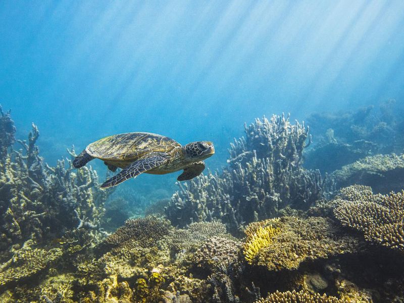 Sea turtle swimming along ocean reef