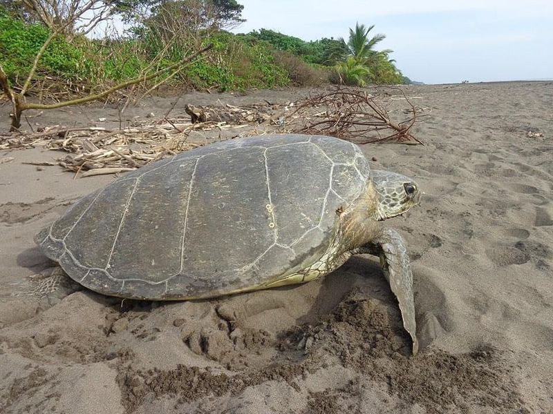 Sea turtles nesting in Nevis