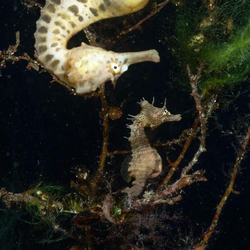 Seahorse photobomb