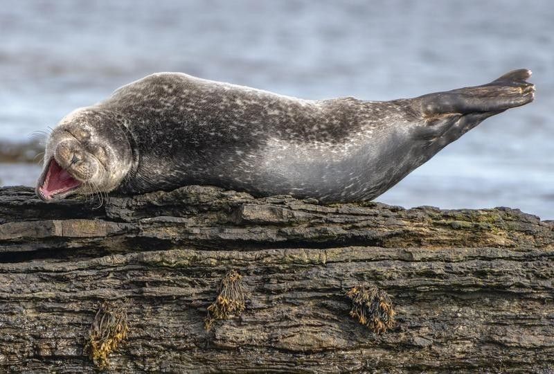 seal in hilarious wildlife photo