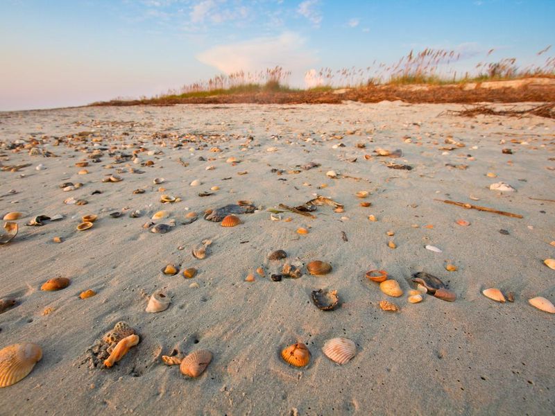 Seashells on Pawleys Island, South Carolina