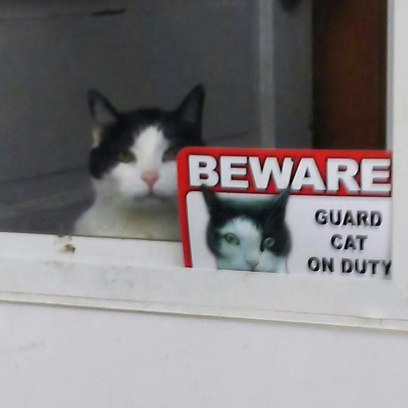 Security cat photo