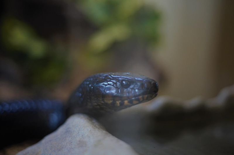 Selective focus shot of a black mamba snake reptile