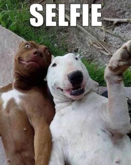 Selfie dogs