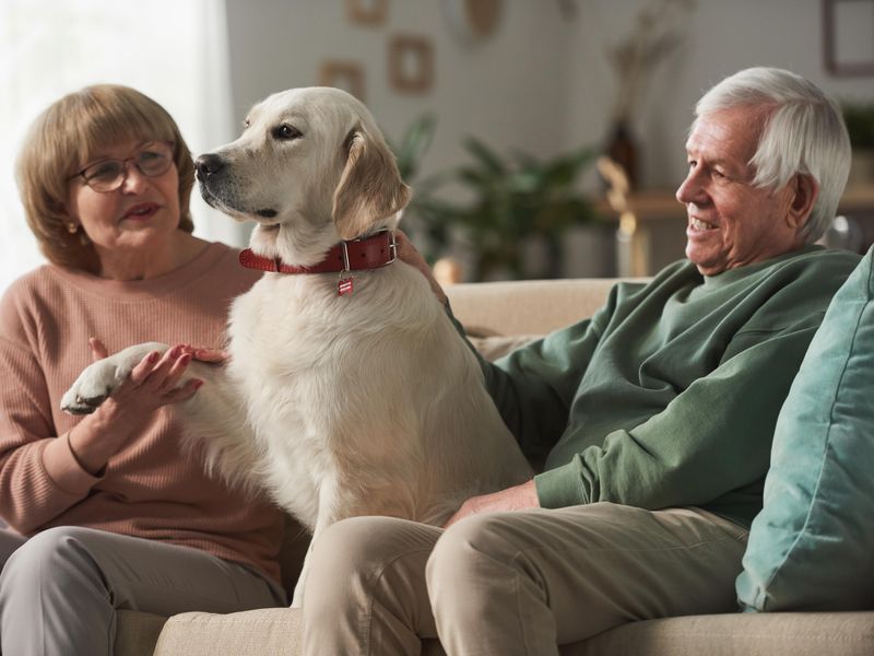Senior couple sitting on sofa playing with dog at home