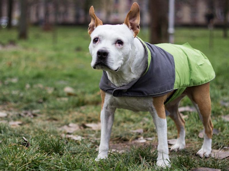Senior dog wearing a grey green coat
