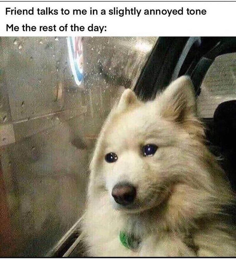 Sensitive dog crying meme