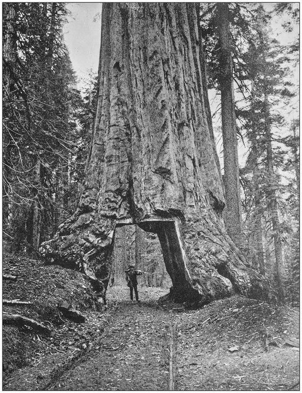 Sequoia - 1890s