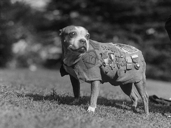 Sergeant Stubby, decorated World War I war dog