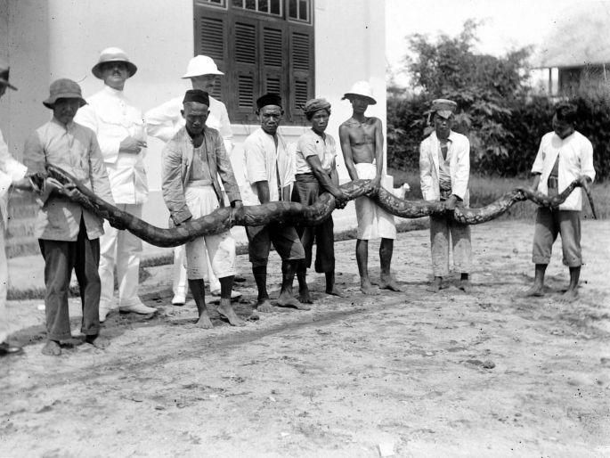 Several men holding a reticulated python