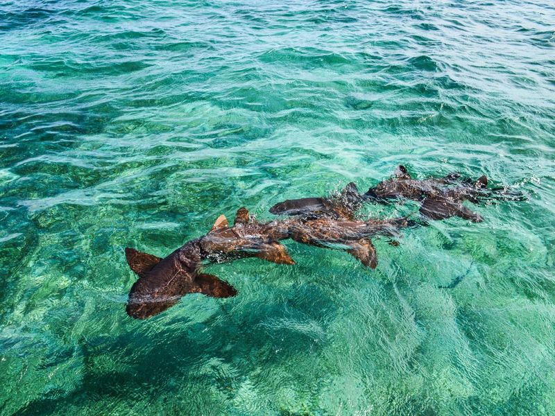 Shark Ray Alley off Caye Caulker Island in Belize, Caribbean