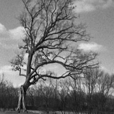 Shawshank tree