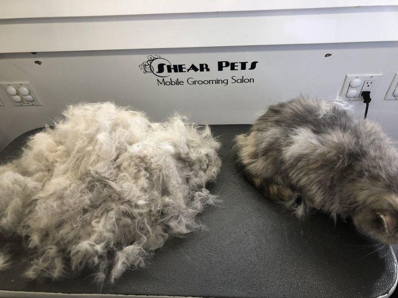 Shear Pets Mobile Cat & Dog Grooming