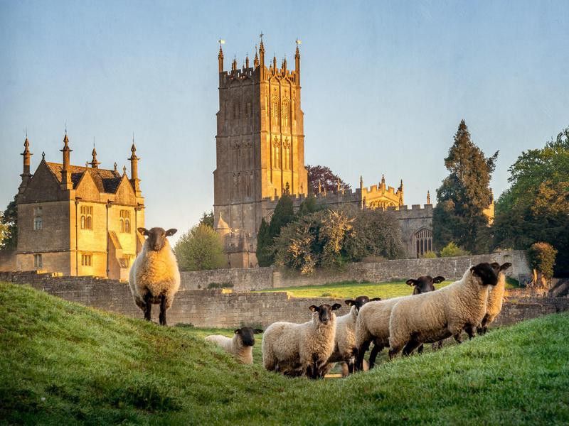 Sheep in British countryside