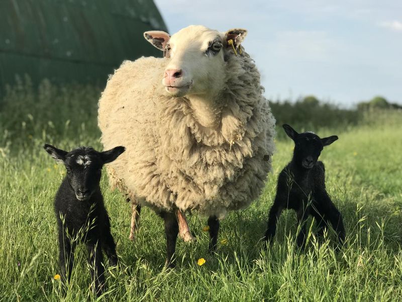Sheep with newborn babies