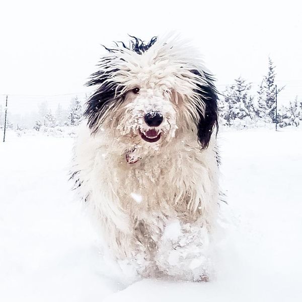 Here's Why We’re Obsessed With the Sheepadoodle