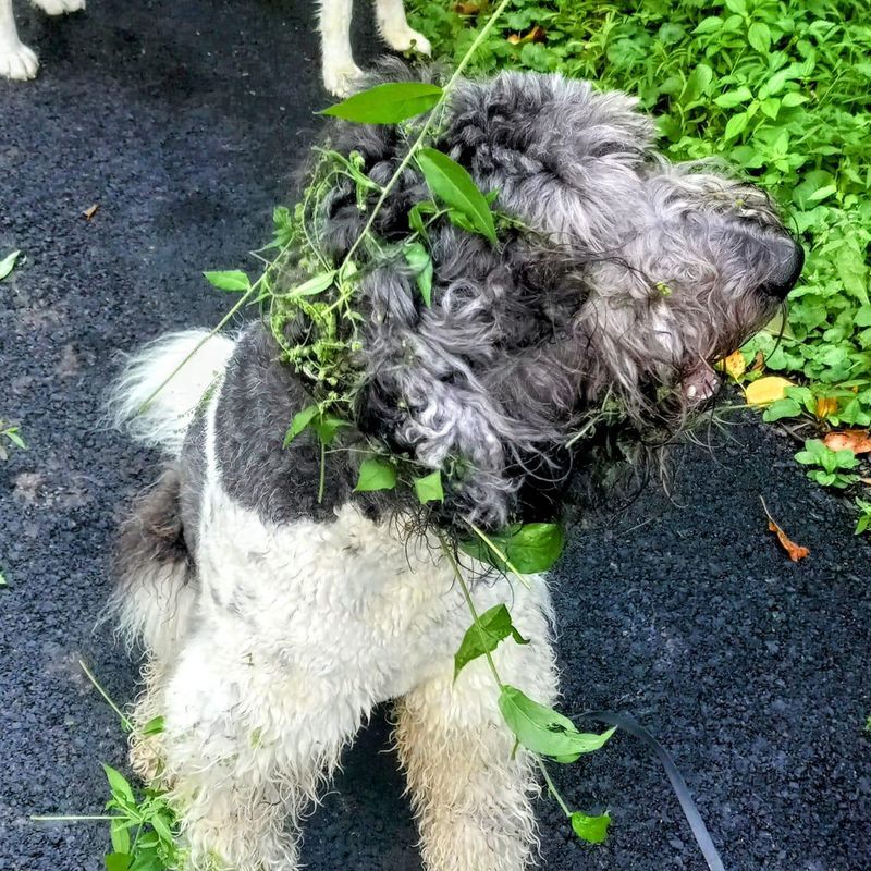 Sheepadoodle tangled in the bushes
