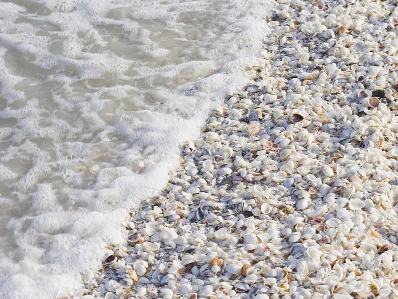 Shells on the sand of Sanibel Island