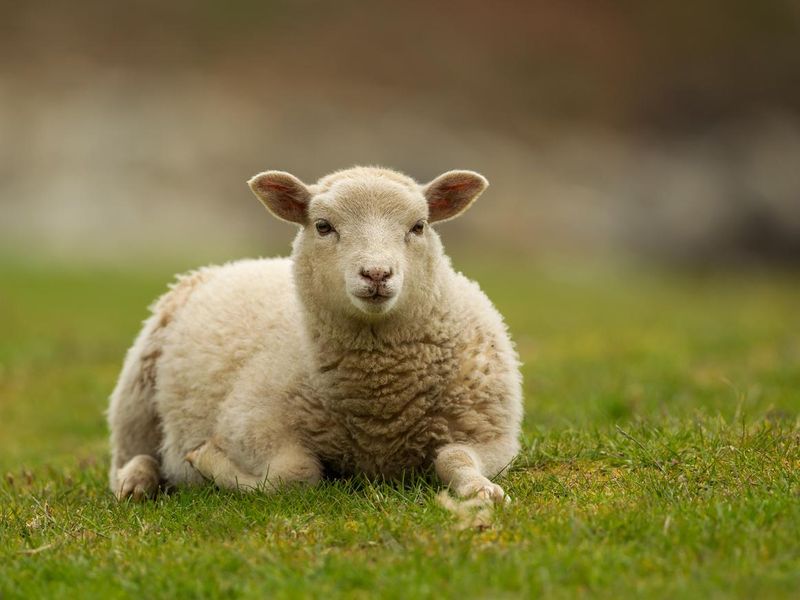 Shetland lamb in the grass