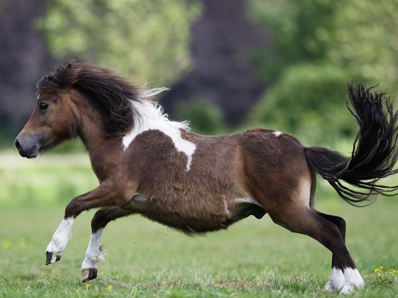 Shetland Pony, One of the Most Expensive Horse Breeds