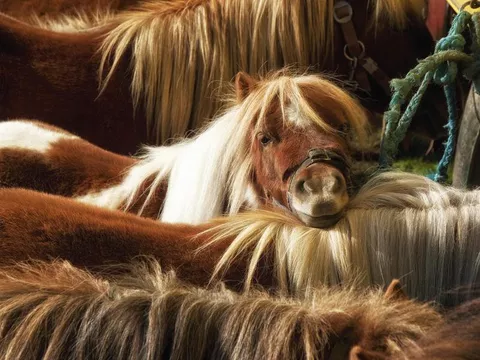 21 Marvelous Long-Haired Horses (With Feathered Legs)