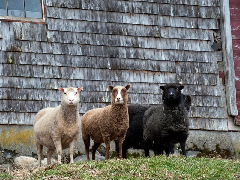 Shetland sheep in front of a barn