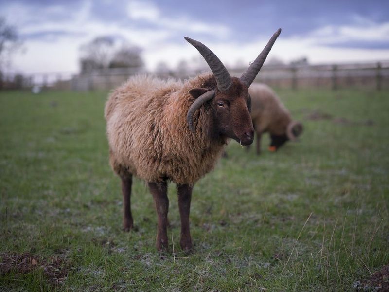 Shetland sheep with elaborate horns