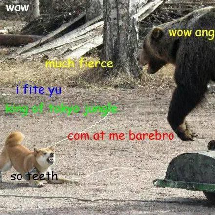 Shiba Inu barking at bear