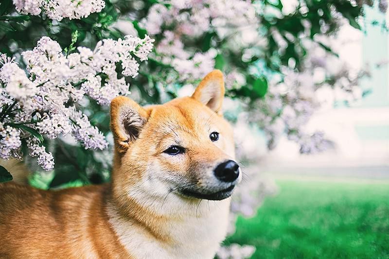 Shiba Inu dog at a park