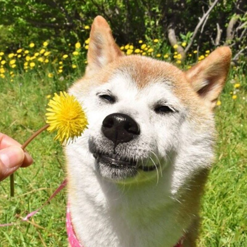 Shiba Inu smelling a flower