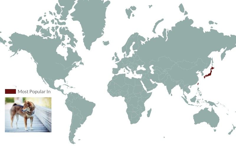 Shiba Inus popularity around the world