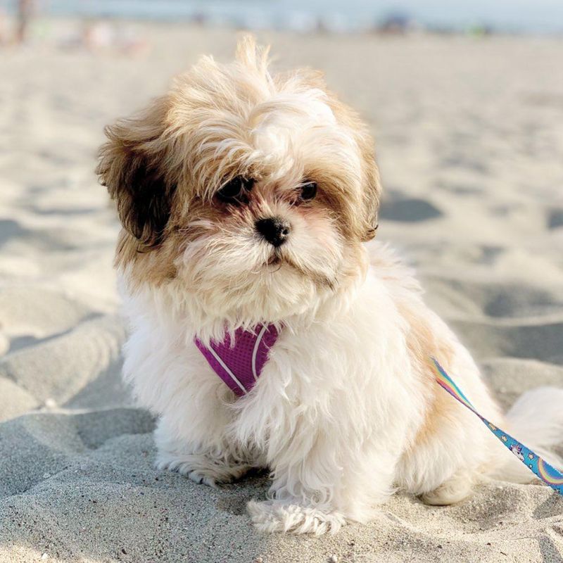 Shih Tzu Puppy at the beach