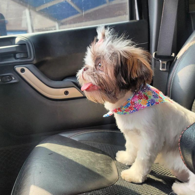Shih Tzu Puppy Car Ride