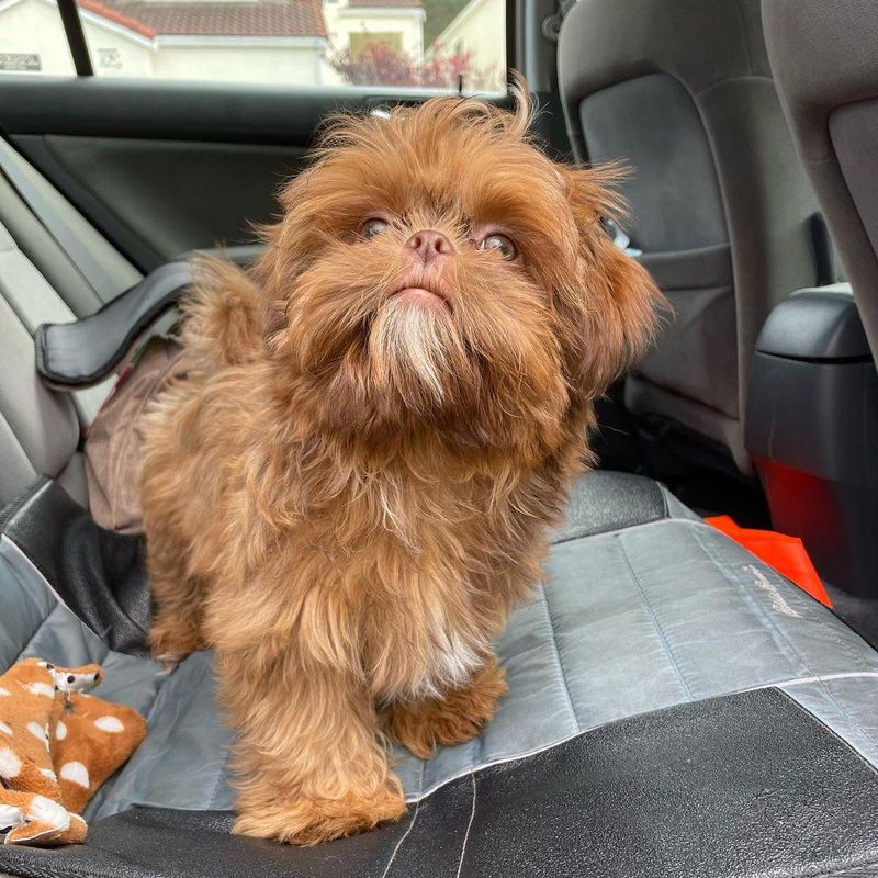 Shih Tzu Puppy in a Car