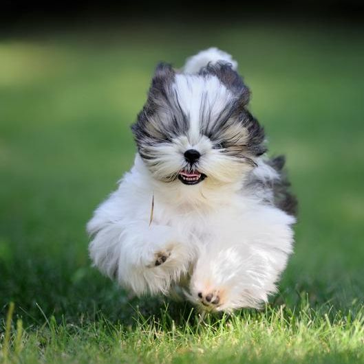 Shih Tzu puppy running in grass
