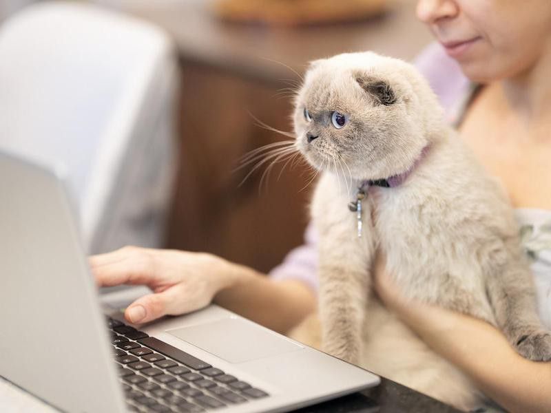 Shocked young woman with cute cat looking at laptop screen