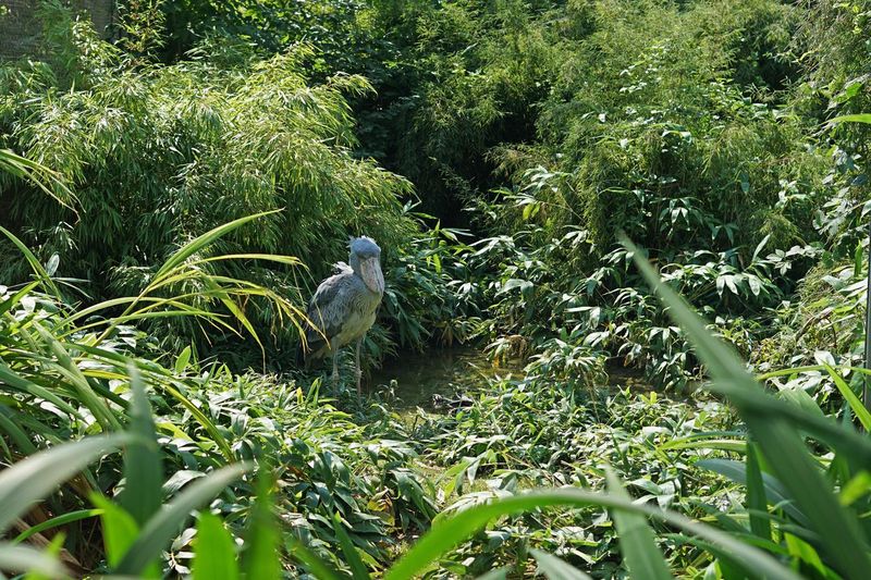 Shoebill hidden in forest